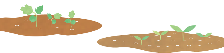 畑