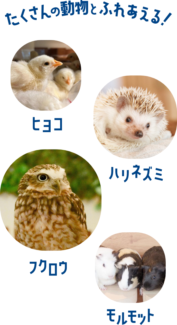 たくさんの動物と触れ合える！